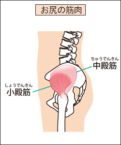 廃用症候群で筋力低下しやすい部位2