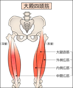 廃用症候群で筋力低下しやすい部位1