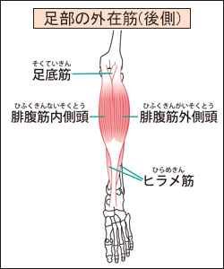 廃用症候群で筋力低下しやすい部位3